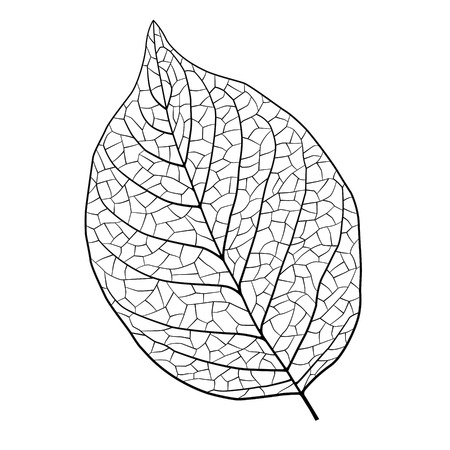Leaf vein illustration materialのイラスト素材