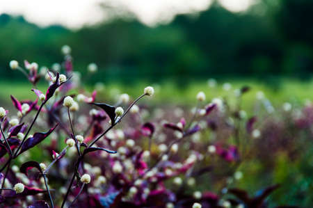 Flowerの写真素材
