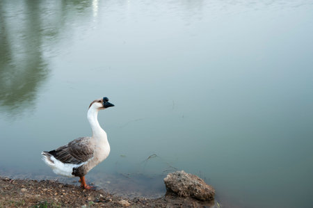 Gooseの写真素材