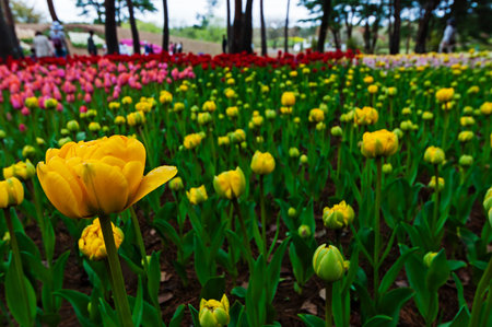 Tulips flowerの写真素材