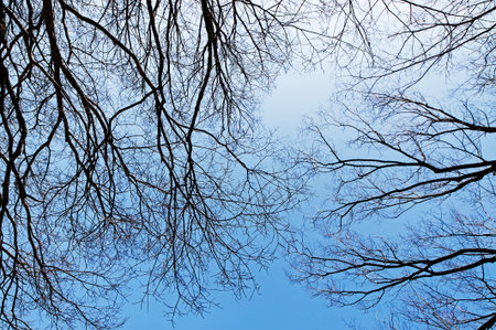 Textures of branches tree