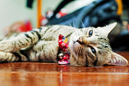 A cat just a wake upの写真素材