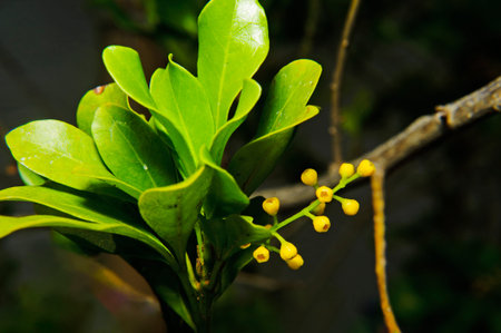 Leaves with flower design
