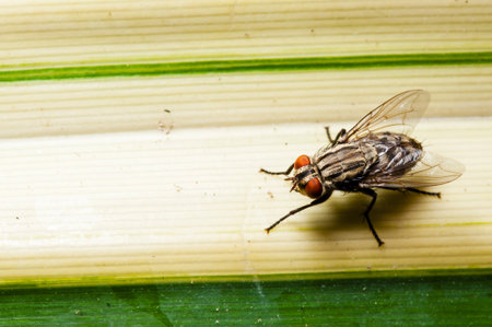 Fly on leaf