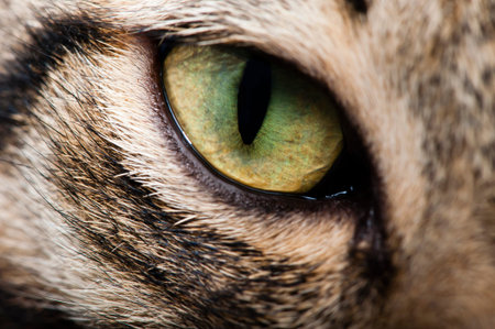 Image cat eye closeupの写真素材