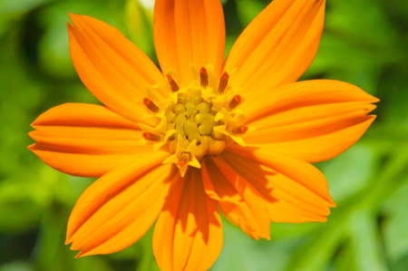 Yellow cosmos flowerの写真素材