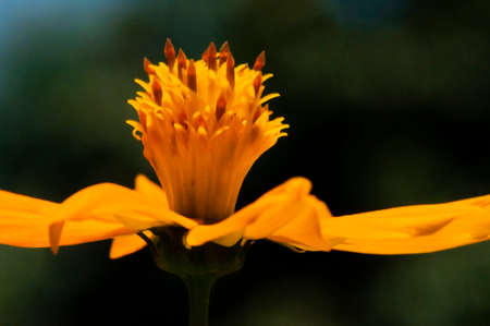 Yellow cosmos flowerの写真素材
