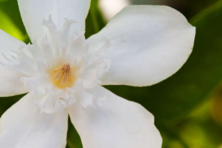 stephan otis flowerの写真素材