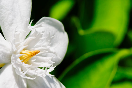 Stephan otis flowerの写真素材