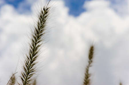 Pennisetum grassの写真素材