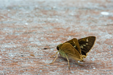 Butterfly on flooringの写真素材