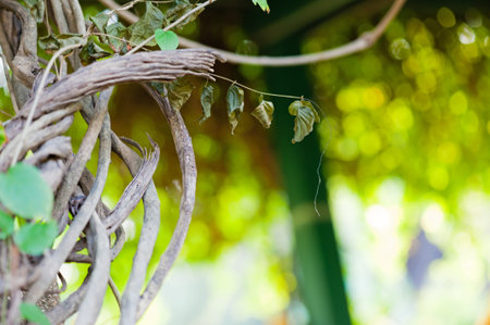Leaves art design