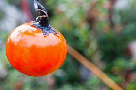 Persimmon in japanの写真素材