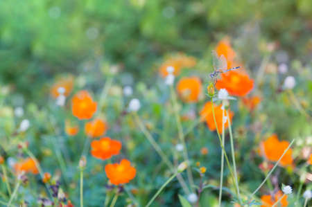 Dragonfly hang on Cosmos flowerの写真素材