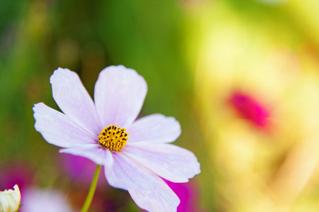 Close up of Cosmos flower