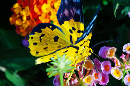Butterfly hang flower in the gardenの写真素材