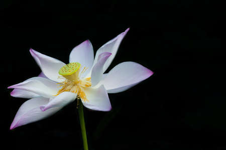 Lotus flower isolated backgroundの写真素材