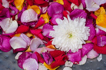 White flower with rose petal pattern backgroundの写真素材