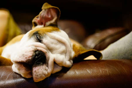 Bulldog sleepyの写真素材