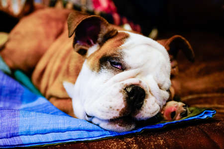 Bulldog sleepyの写真素材
