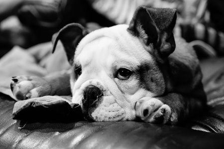 Bulldog looking with back and white toneの写真素材