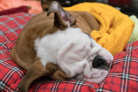 Bulldog is sleepingの写真素材