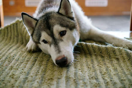Siberian husky just sleepの写真素材