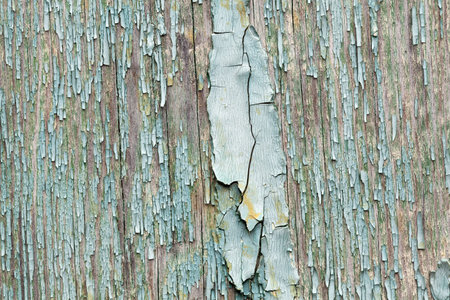 Texture of wood macro shotの写真素材