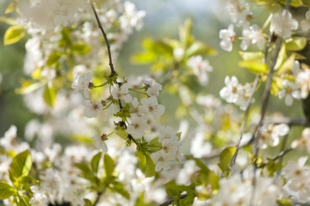 Beautiful flowers blossom in spring outside shotの写真素材
