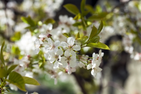 Beautiful flowers blossom in spring outside shotの写真素材