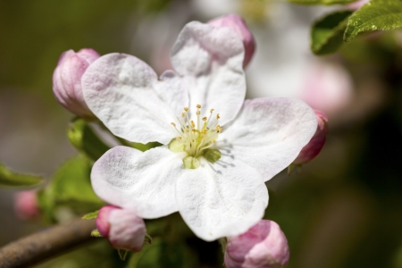 Beautiful flowers blossom in spring outside shotの写真素材