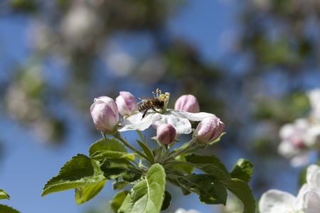 Beautiful flowers blossom in spring outside shotの写真素材