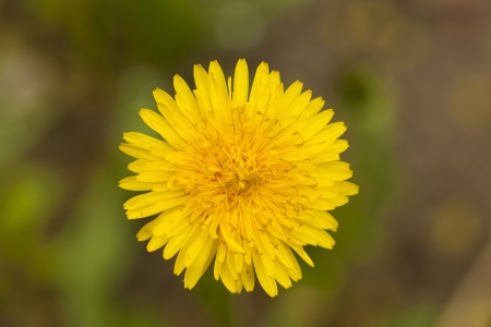 Beautiful flowers blossom in spring outside shotの写真素材