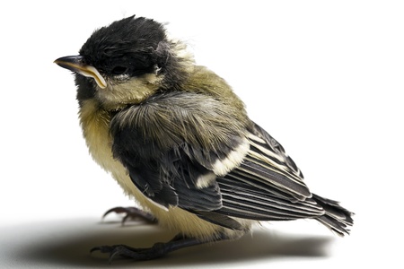 little bird photo studio shotの写真素材
