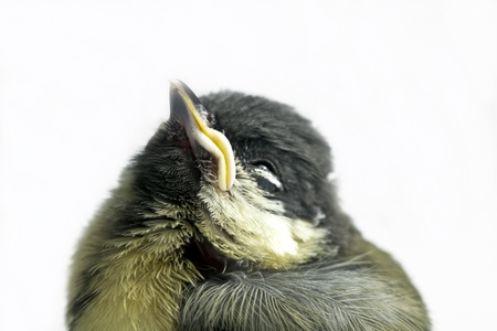little bird photo studio shotの写真素材