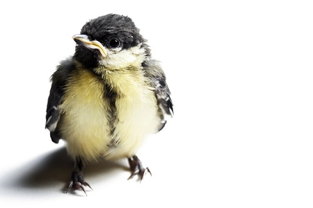 little bird photo studio shotの写真素材