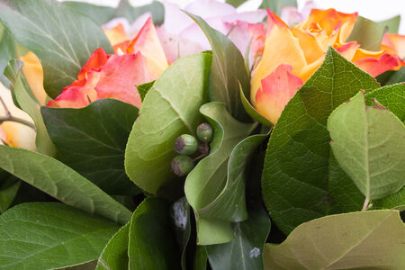 Beautiful flower macro shooting in studio. Professional lightingの写真素材