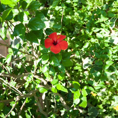 Red flower in beautiful green gardenの写真素材