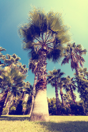 Palm tree in beautiful garden vintage toning image. Blue sky. Outdoorの写真素材