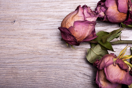 Dead roses on vintage wooden background in studio photoの写真素材