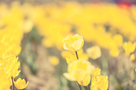 Yellow tulips on blurred backgorund in summer day in outside shootingの写真素材