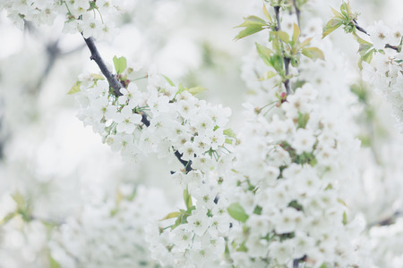 Blooming trees in spring in outside image in close up. Spring and flowersの写真素材