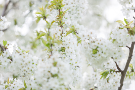 Blooming trees in spring in outside image in close up. Spring and flowersの写真素材
