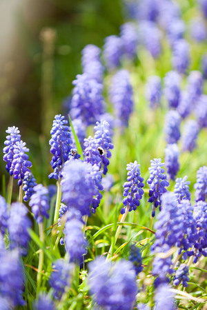 Grape hyacinth or pink lilac bloomig in natureの写真素材