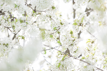 Blooming trees in spring in outside image in close up. Spring and flowersの写真素材