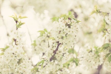 Blooming trees in spring in outside image in close up. Spring and flowersの写真素材