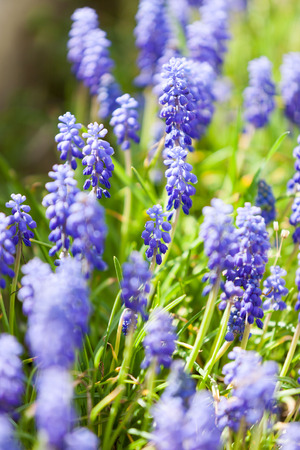 Grape hyacinth or pink lilac bloomig in natureの写真素材