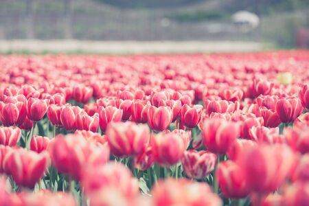 Field of red tulips in summer sunny day in outside shootingの写真素材