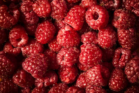Delicious raspberries in vintage toning effect. Many fresh delicious raspberries in close up photoの写真素材