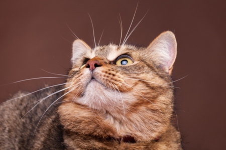 Cat looking up on brown background. Studio photoの写真素材
